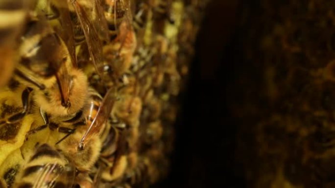 蜂巢内有工作的蜜蜂，蜂巢，蜂蜜和花粉的蜡细胞。条纹昆虫爬过蜂窝特写。蜜蜂养蜂场。蜜蜂框架的宏观拍摄。