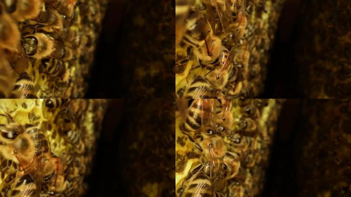 蜂巢内有工作的蜜蜂，蜂巢，蜂蜜和花粉的蜡细胞。条纹昆虫爬过蜂窝特写。蜜蜂养蜂场。蜜蜂框架的宏观拍摄。