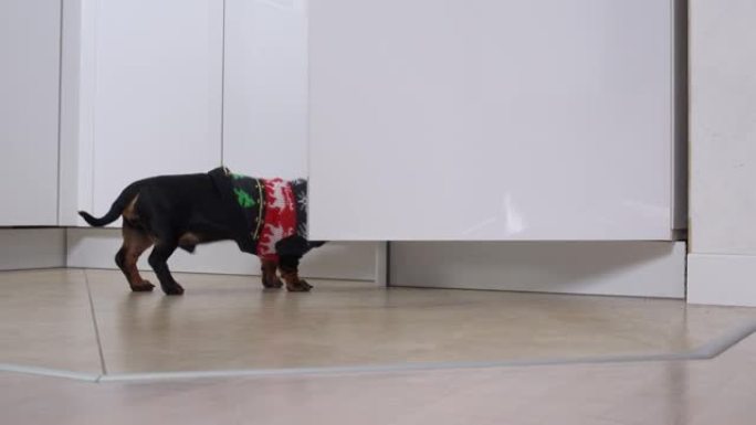 穿着圣诞毛衣的有趣的腊肠狗打开内置的冰箱门，在厨房里吃些零食。