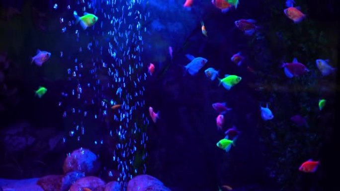 彩色小珊瑚鱼在带有蓝色霓虹灯的水族馆中游泳。海洋馆，异国情调的海底世界。水下海洋背景。