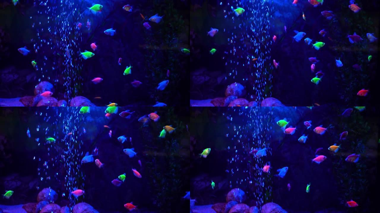 彩色小珊瑚鱼在带有蓝色霓虹灯的水族馆中游泳。海洋馆，异国情调的海底世界。水下海洋背景。