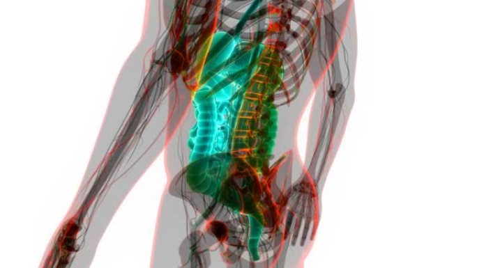 人体消化系统解剖动画概念