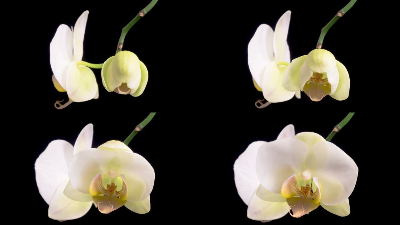 盛开的白色兰花蝴蝶兰花