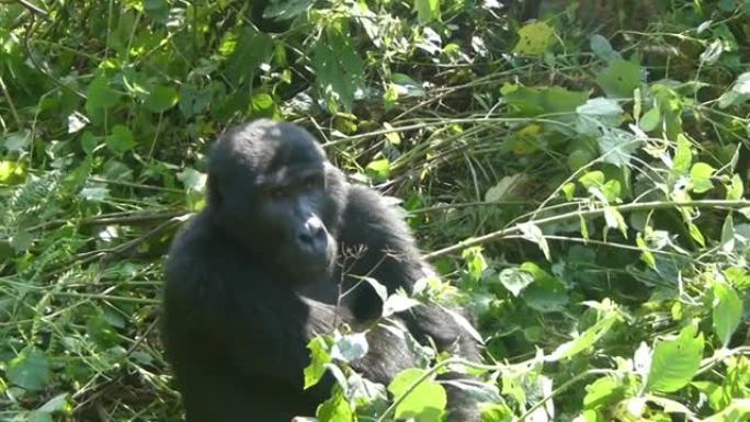 乌干达大猩猩