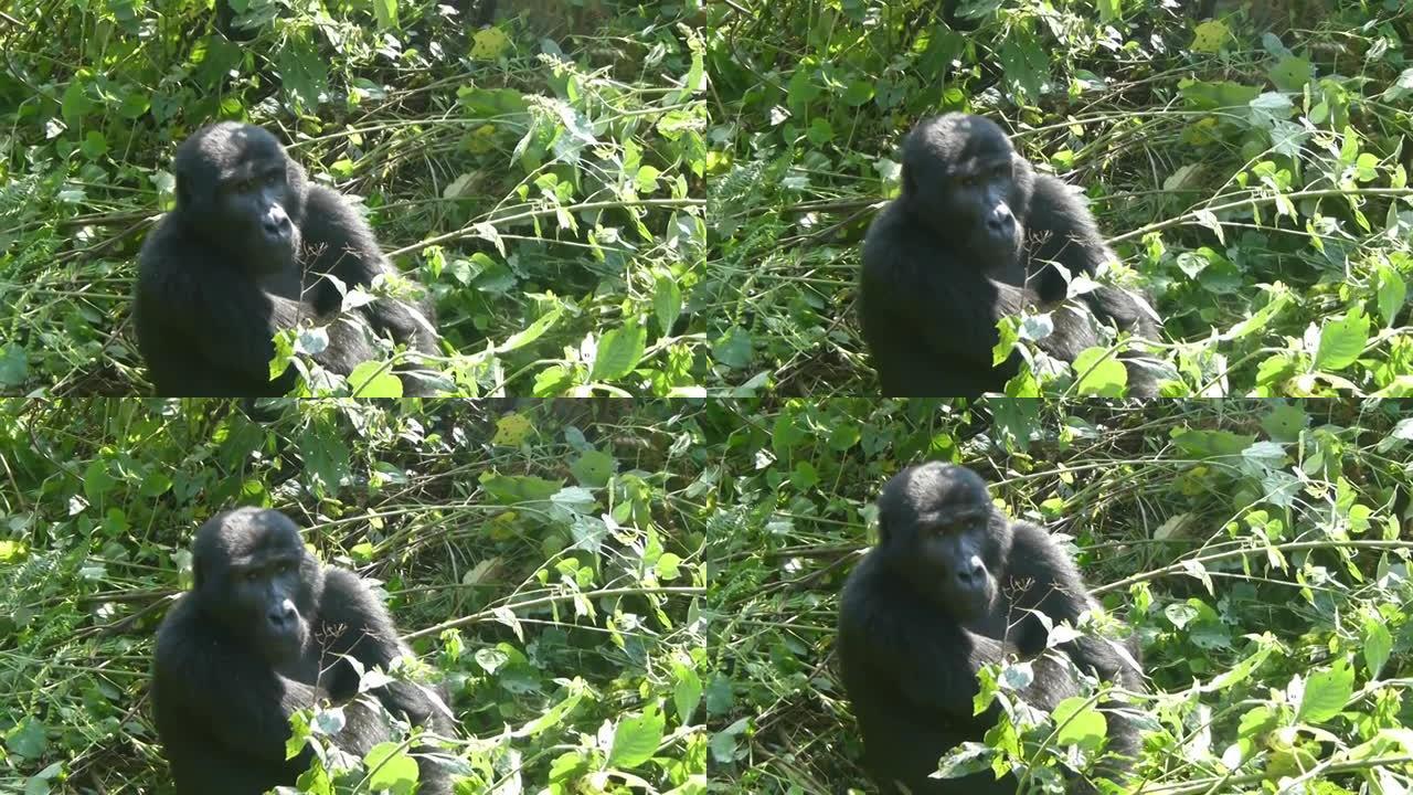 乌干达大猩猩