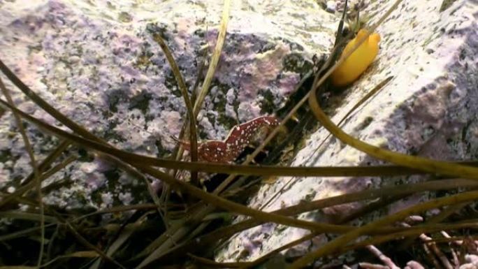 红虾在水下海底草丛中寻找食物。