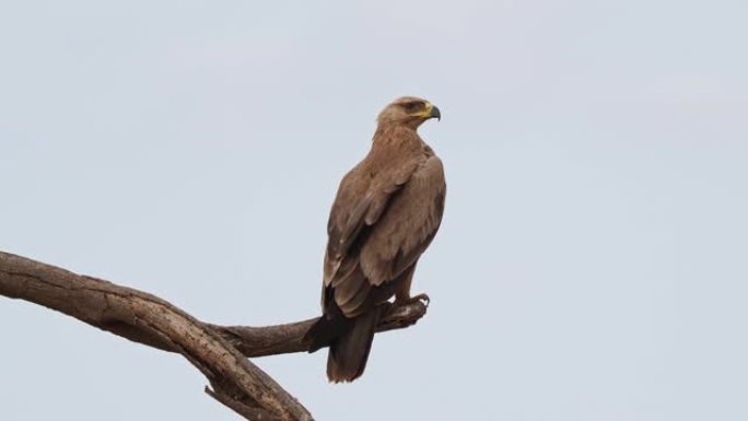 坐在黄褐色的鹰-天鹰座的大型猛禽科accipriidae，亚科Aquilinae-靴鹰，非洲大陆和印