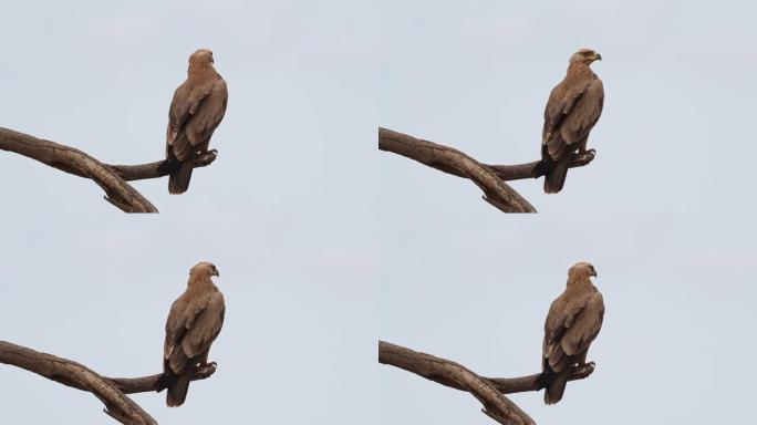 坐在黄褐色的鹰-天鹰座的大型猛禽科accipriidae，亚科Aquilinae-靴鹰，非洲大陆和印