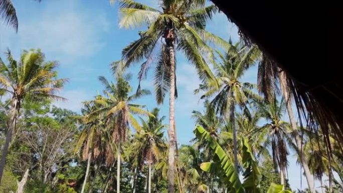 男子爬上高高的棕榈树，掉落新鲜的椰子，巴厘岛，4K