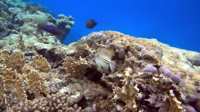 毕加索金鱼鱼 (Rhinecanthus aculeatus)，珊瑚鱼在珊瑚的reef.4k视频剪辑