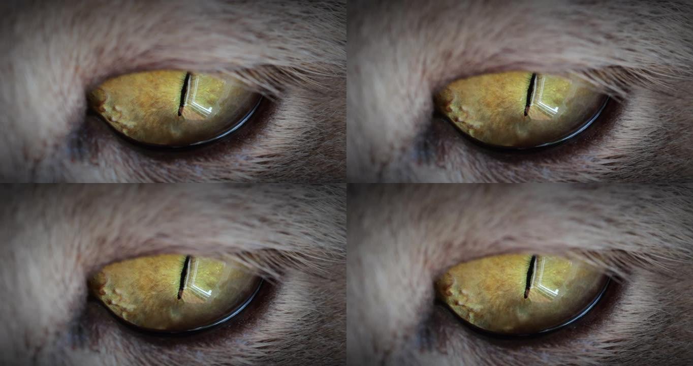 黄色猫眼