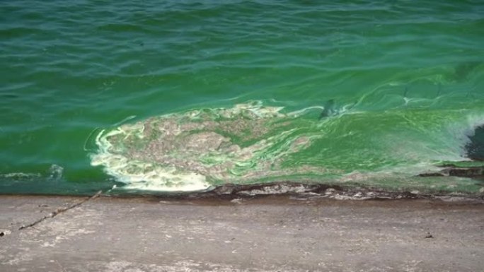 第聂伯河上盛开的蓝藻造成的水污染