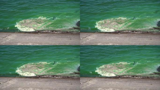 第聂伯河上盛开的蓝藻造成的水污染