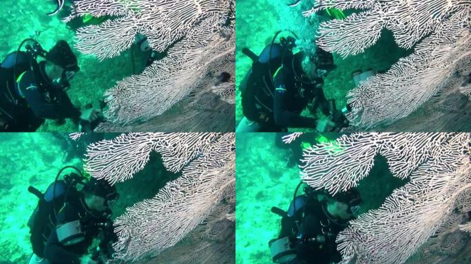 马尔代夫水下背景珊瑚上的海百合。