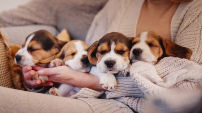 一对年轻夫妇穿着保暖毛衣的手。和几只小猎犬小狗一起玩。舒适和家庭温暖的概念