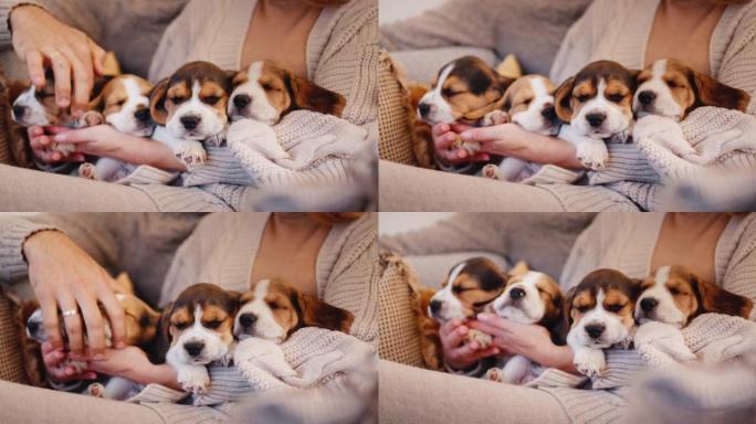 一对年轻夫妇穿着保暖毛衣的手。和几只小猎犬小狗一起玩。舒适和家庭温暖的概念