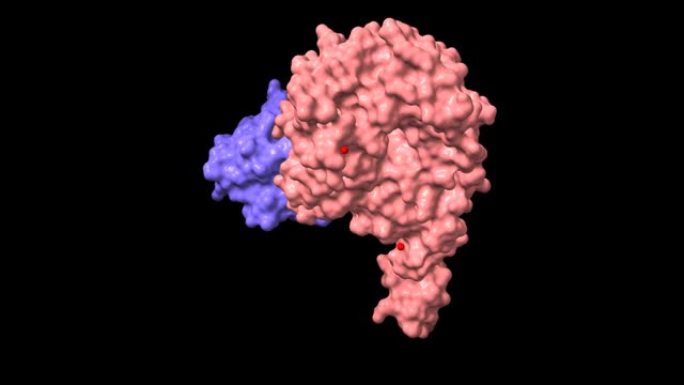人类刺猬相互作用蛋白 (粉红色) 和声波刺猬 (蓝色) 之间的复合物结构
