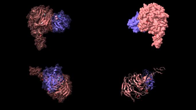 人类刺猬相互作用蛋白 (粉红色) 和声波刺猬 (蓝色) 之间的复合物结构