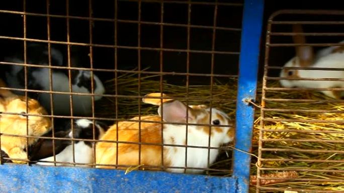 农场院子里有兔笼