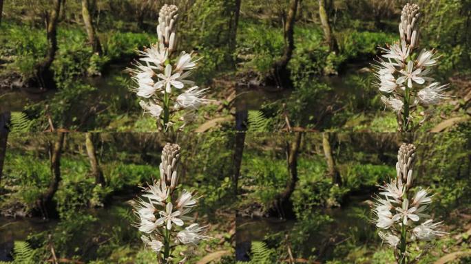 阿弗德鲁斯在溪流附近轻轻地移动。被早晨的阳光照亮。植物放置在图像的一侧，以留出复制和文本的空间。