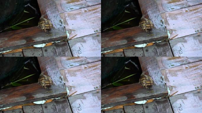 两只带状牛蛙Kaloulas在方缸的木板上繁殖。