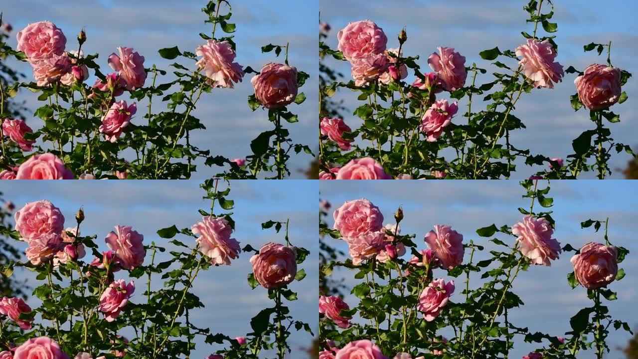 蓝天下的玫瑰花
