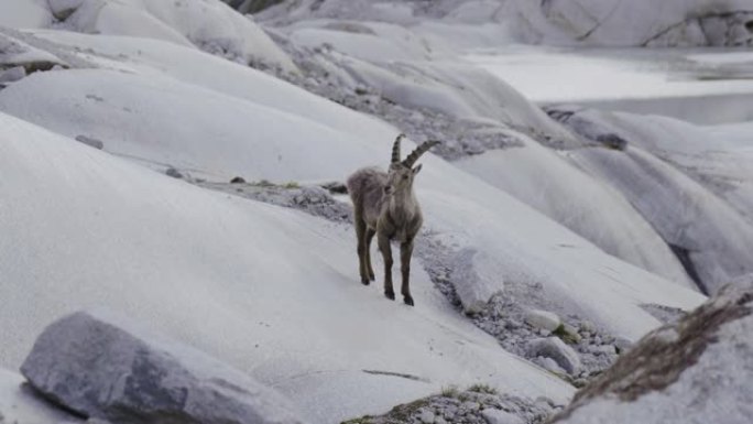 山岩Ibex walikng在岩石和石头上，背景是罗纳河冰川