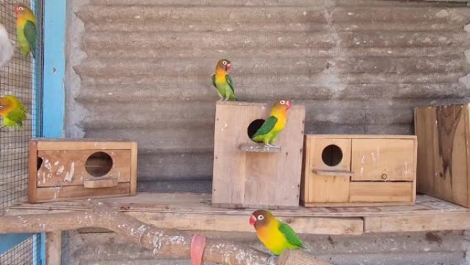 一群菲舍尔的爱情鸟在笼子里相互作用