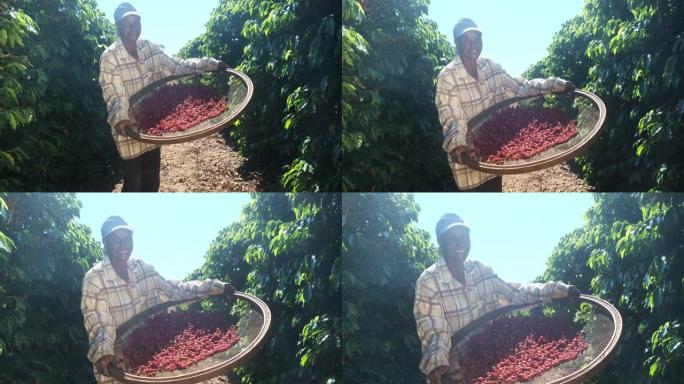 来自巴西的微笑女人在咖啡种植园采摘红咖啡籽。