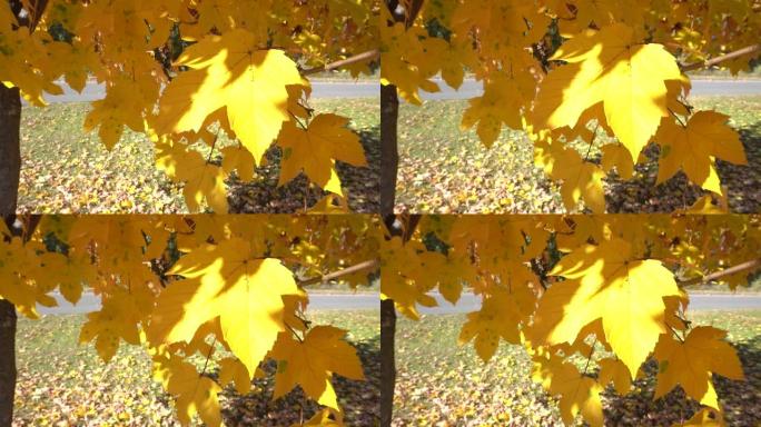 枫树或宏碁树的叶子在风中移动秋天的季节，早晨