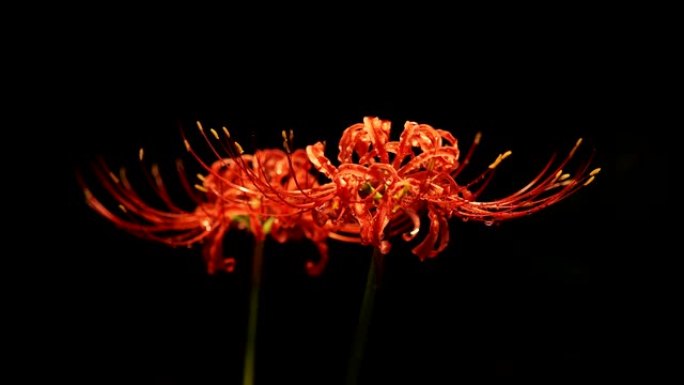 石蒜或红蜘蛛百合或红魔百合或春分花或higanbana的特写