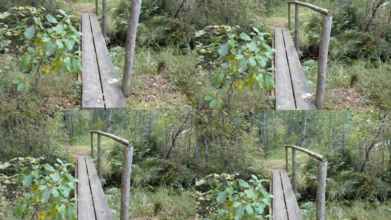 爱沙尼亚森林中央的木制步道桥