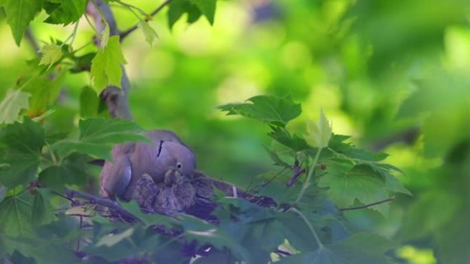鸽子在树上的巢里。妈妈喂小鸟。家庭之爱。