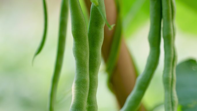 四季豆蔬菜农产品农业