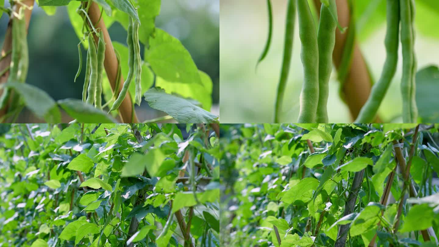 四季豆蔬菜农产品农业