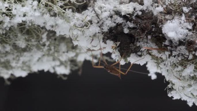 降雪期间雪上的昆虫 (Chionea lutescens)