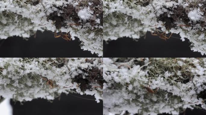降雪期间雪上的昆虫 (Chionea lutescens)