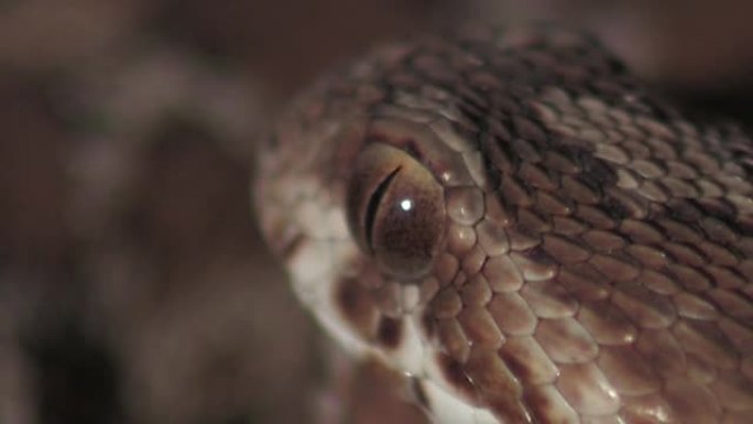 锯鳞毒蛇蛇