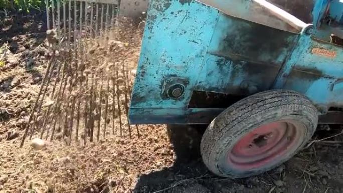 拖拉机用机器将土豆从地下拉出来