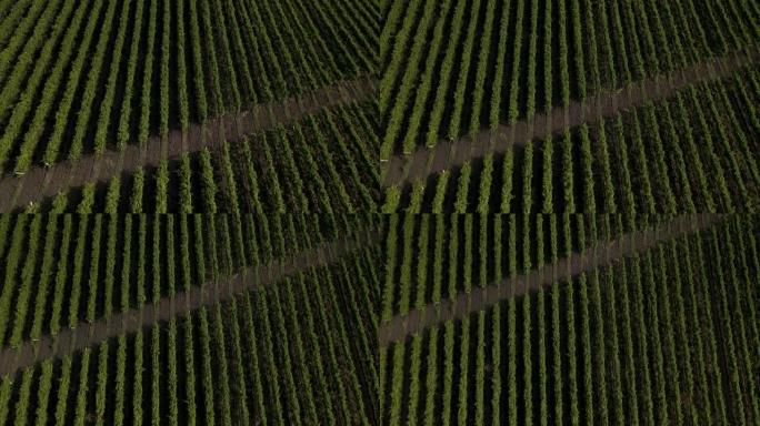 葡萄园，一个令人惊叹的风景中葡萄园上空的暗示性4k空中视频，