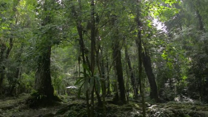 早上，平移拍摄了一片寂静茂密的热带森林。丛林中阳光照射下绿色清新林地的风景。攀牙省。