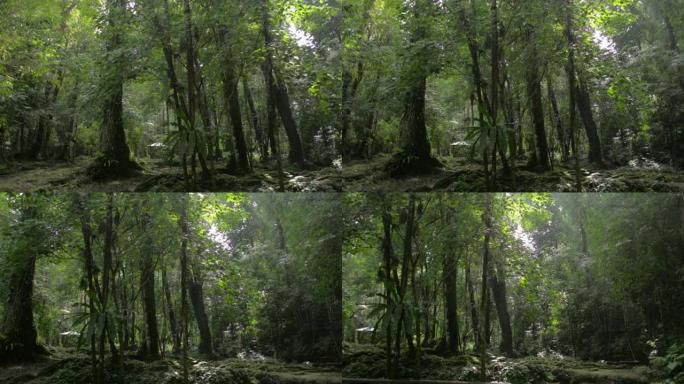 早上，平移拍摄了一片寂静茂密的热带森林。丛林中阳光照射下绿色清新林地的风景。攀牙省。