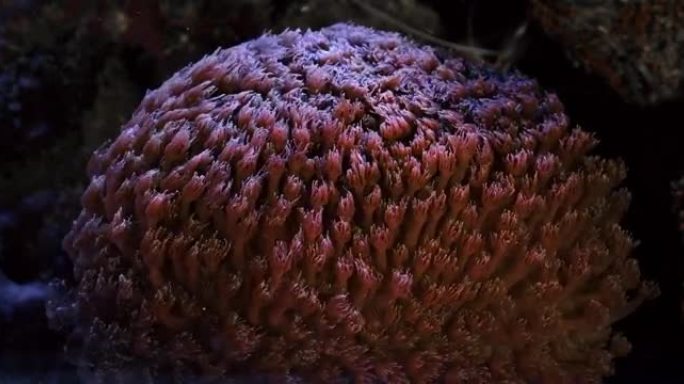 珊瑚礁水族馆水箱中的珊瑚。红花盆珊瑚 (goniopora sp。) 和他所有的息肉在礁石水族馆里跳