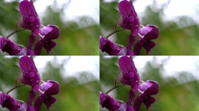 雨后稳定的深紫色兰花，在模糊的背景上没有风的任何运动。