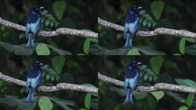 栖息在树枝上的头发凤头drongo鸟的自然野生动物镜头