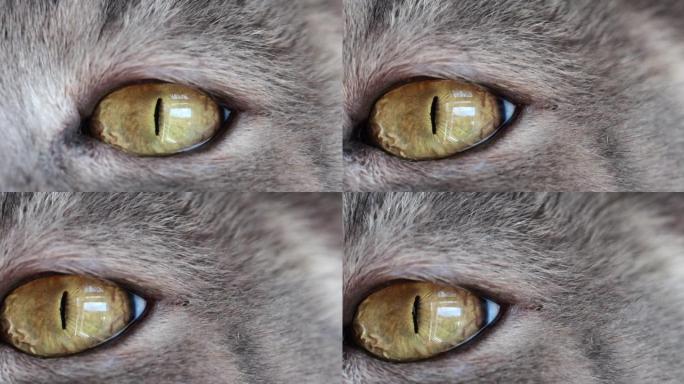 黄色猫眼