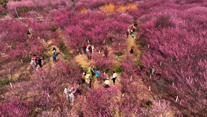 梅花林