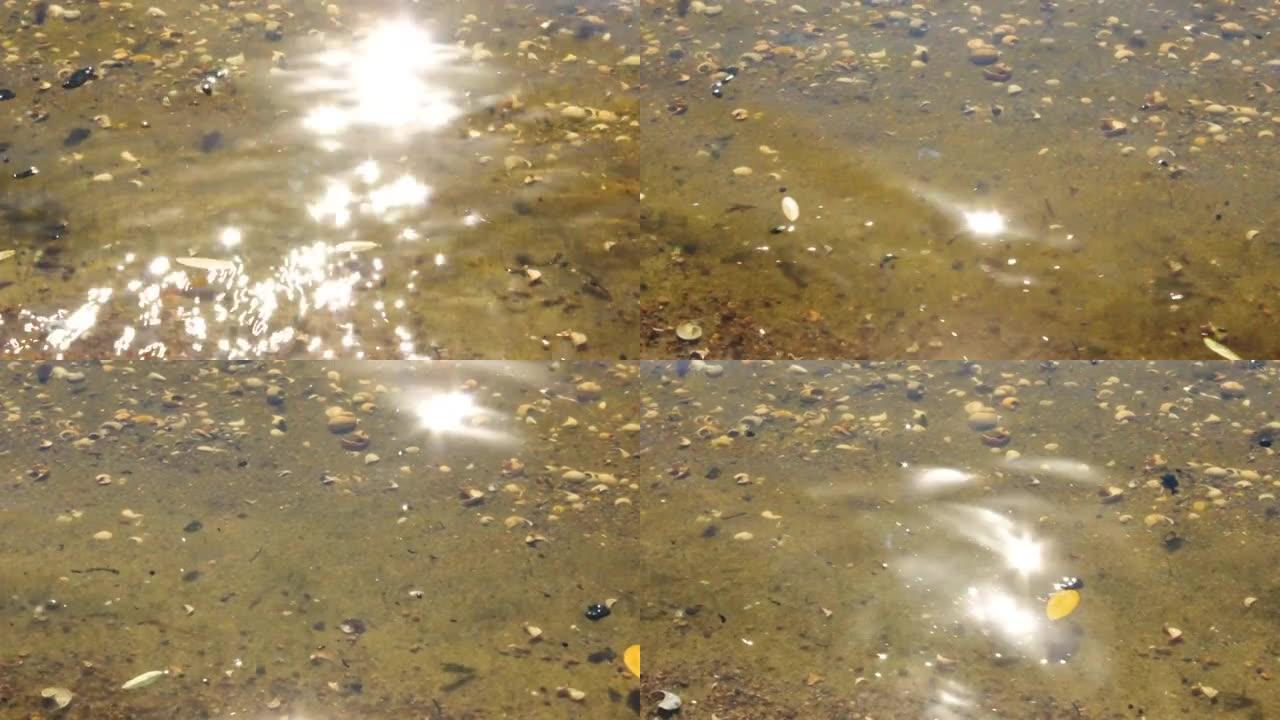 在河里摇摆着水底的贝壳。秋天的第聂伯罗。乌克兰扎波罗热