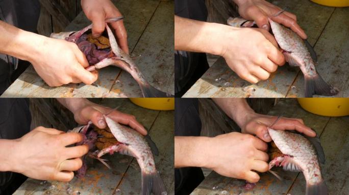 鱼里面有很多鱼子酱和内脏。男渔夫手在木制旧桌子上切开大型淡水鱼的腹部