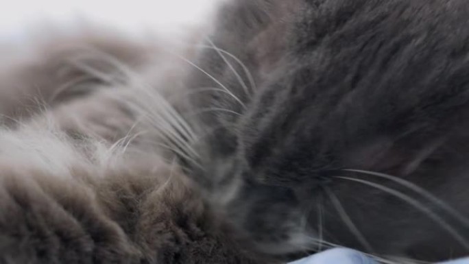 一只蓬松的灰猫躺在床上舔它的皮毛。宠物的卫生。梳理猫的皮毛。猫在家里的生活并照顾它们